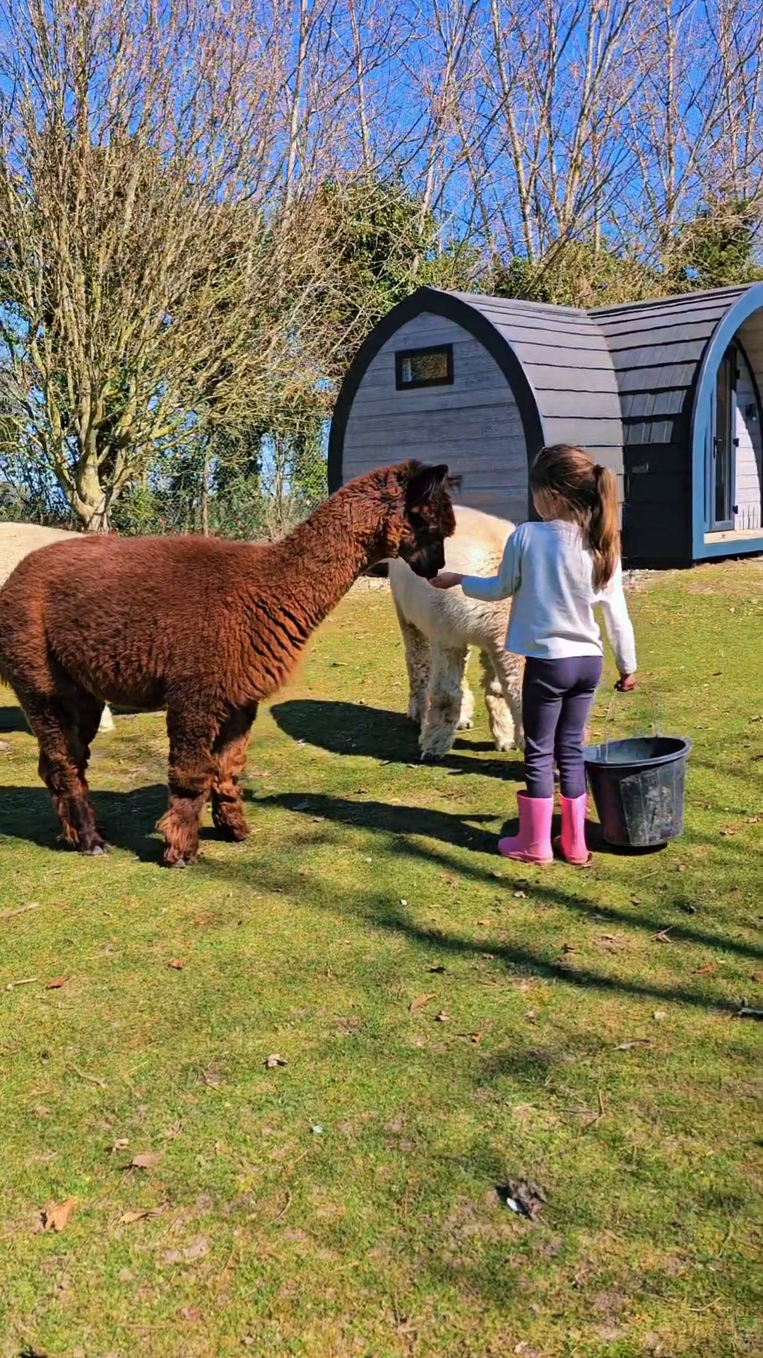 the best family Lodge Glamping in the Uk , with alpacas and goats in the garden