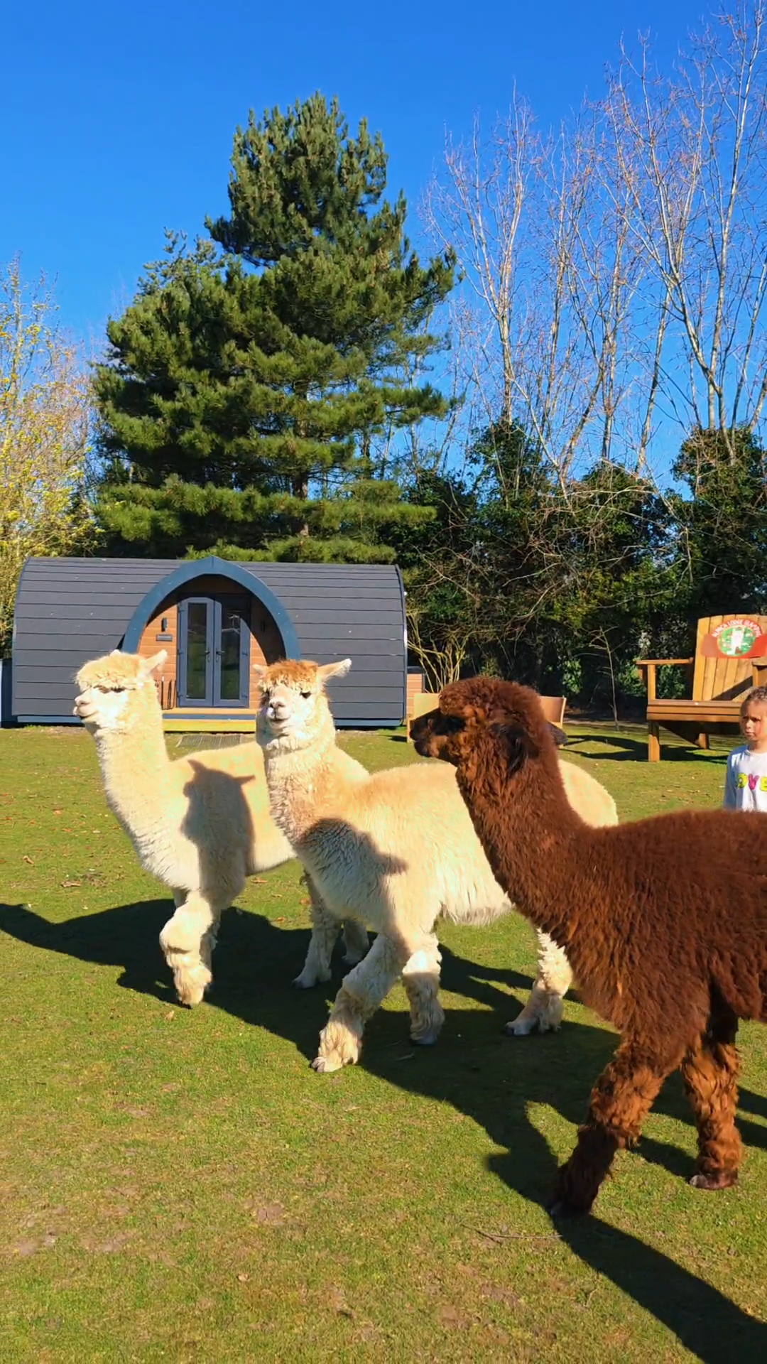 What is the best family getaway in the Uk? Alpaca Lodge Glamping